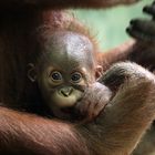 Orang Utan Baby