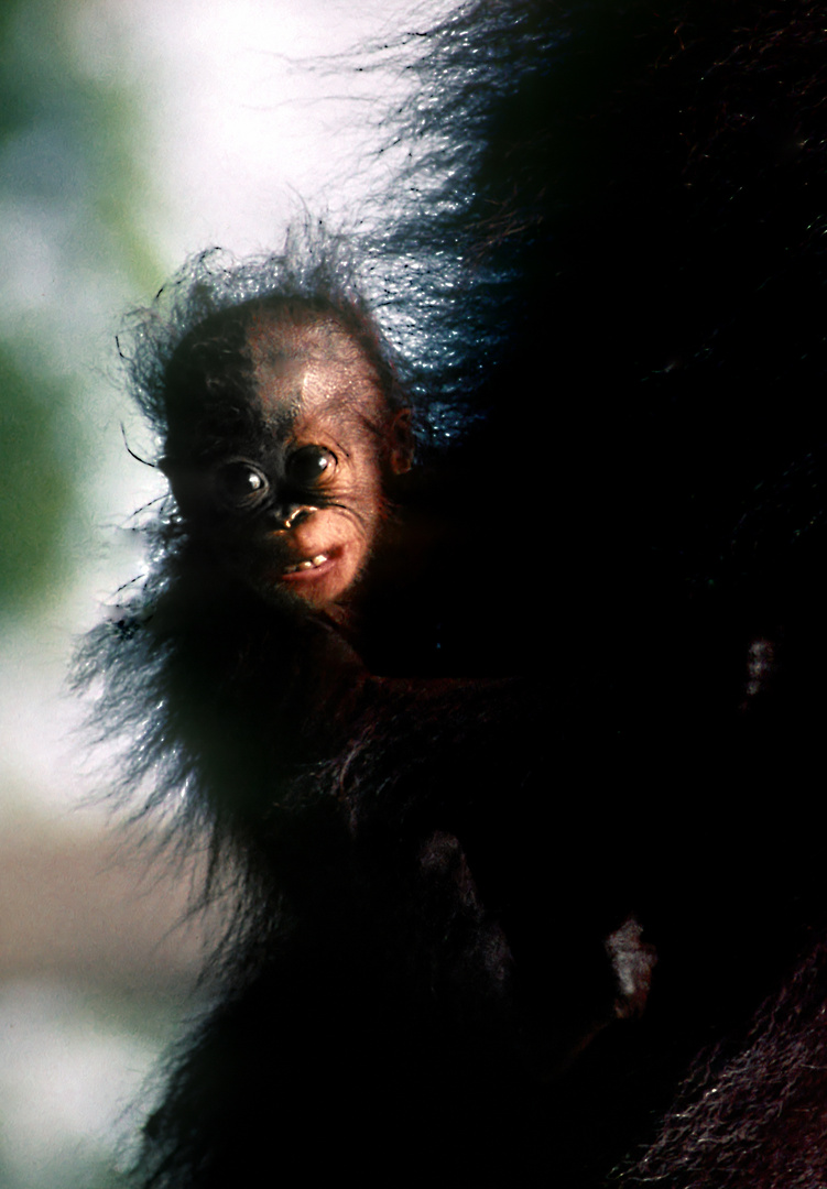 Orang Utan Baby