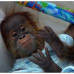 Orang-Utan Baby