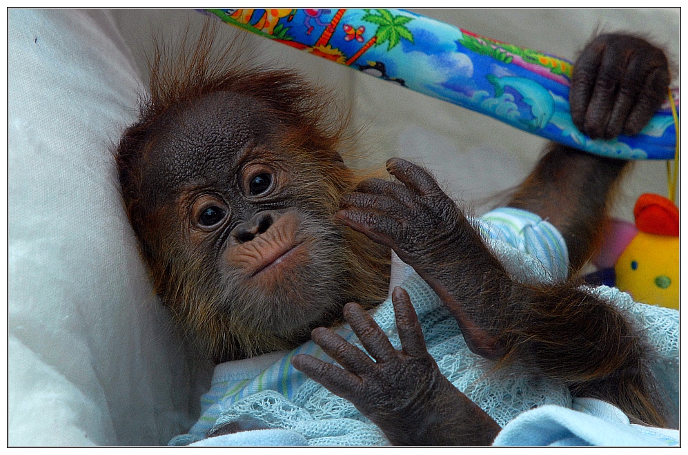 Orang-Utan Baby