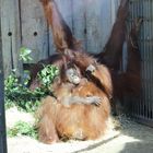 Orang-Utan-Baby geboren Dezember 2012