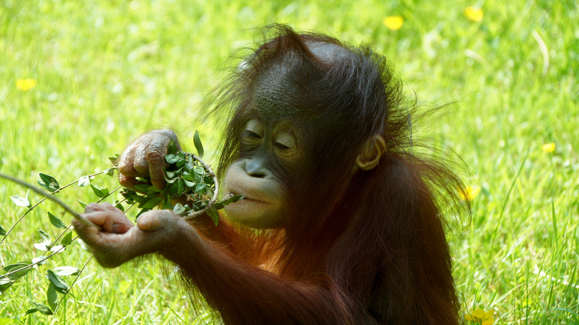 Orang Utan Baby genießt den Tag