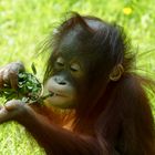 Orang Utan Baby genießt den Tag