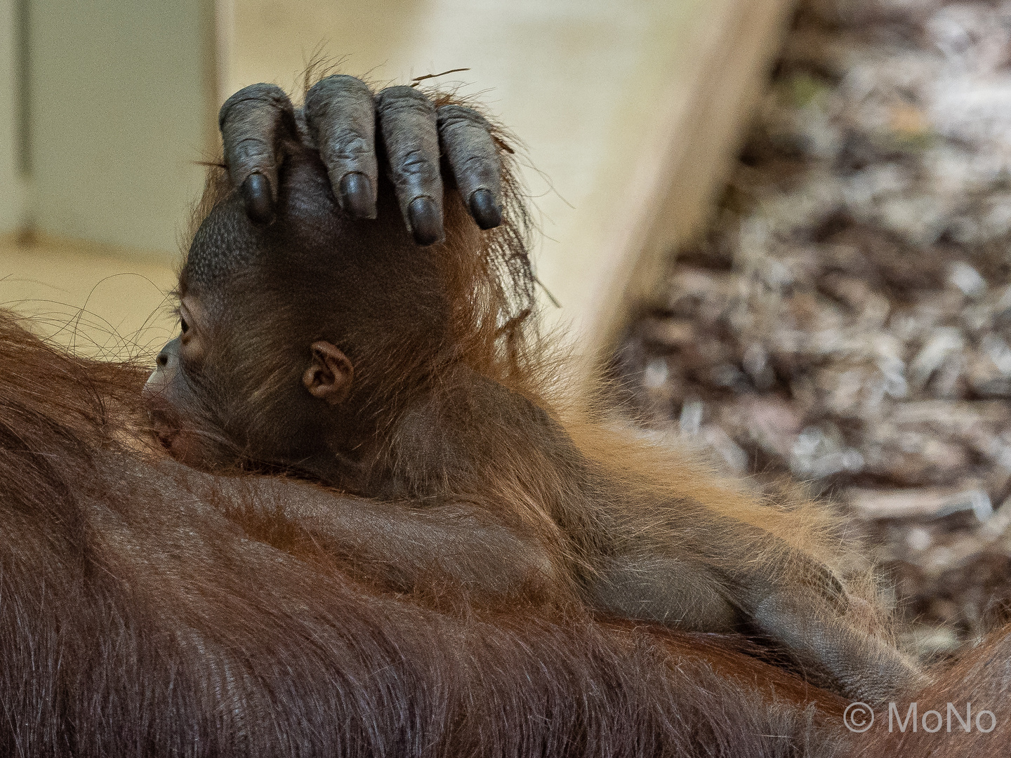 Orang-Utan-BABY "Kendari"