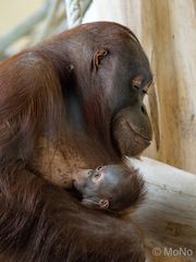 Orang-Utan-BABY "Kendari"