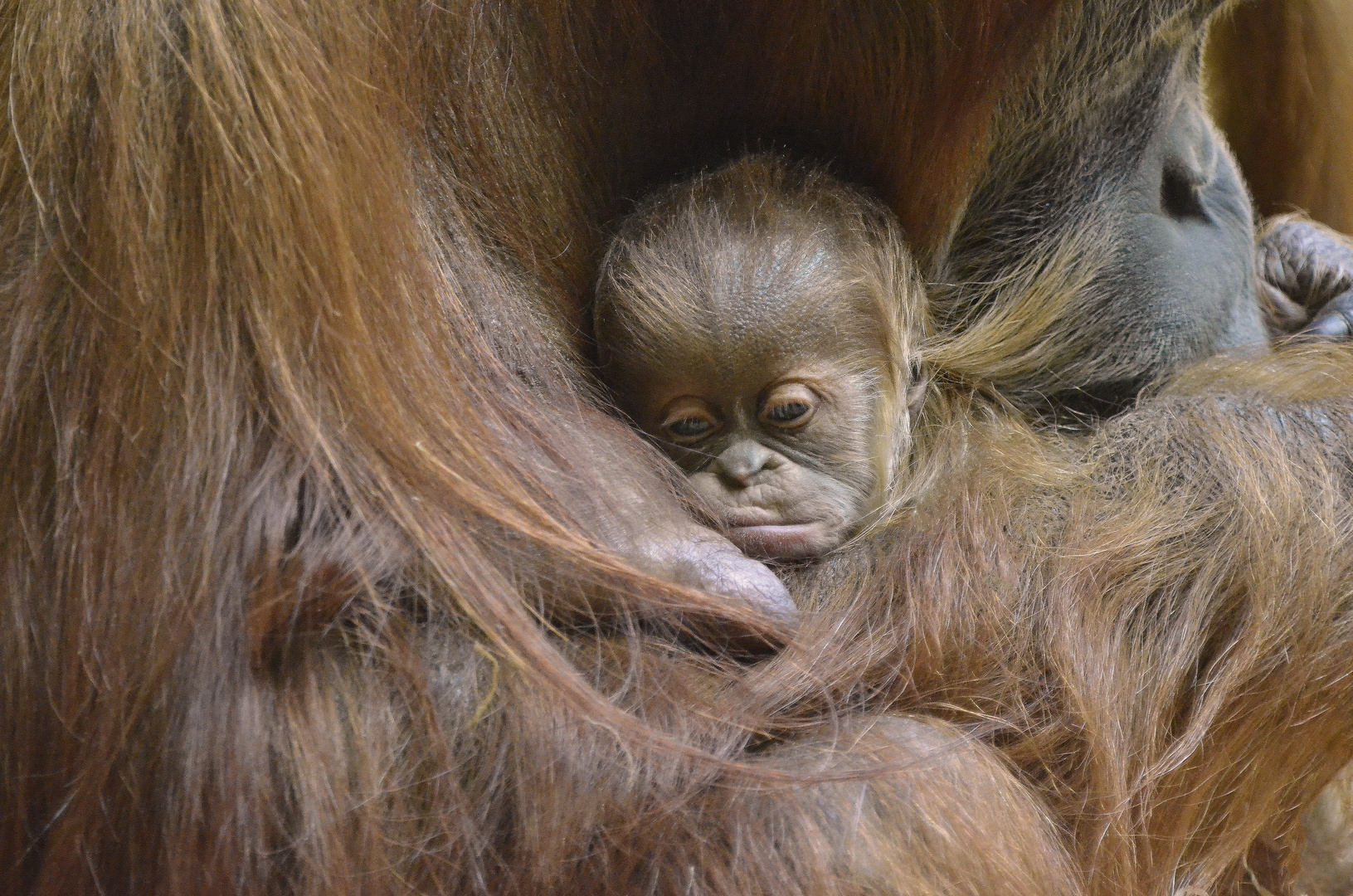 Orang Utan Baby Tierpark München "Hellabrunn"