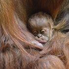 Orang Utan Baby Tierpark München "Hellabrunn"