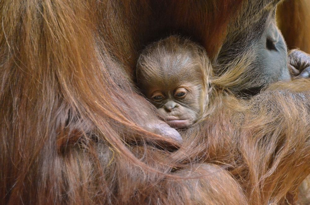 Orang Utan Baby Tierpark München "Hellabrunn"