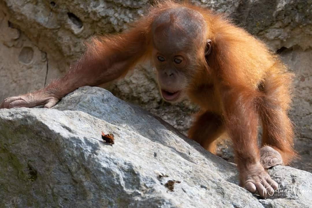 Orang Utan Baby vs. Schmetterling