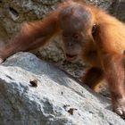 Orang Utan Baby vs. Schmetterling