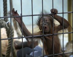 Orang Utan Baby Zoo Duisburg 2