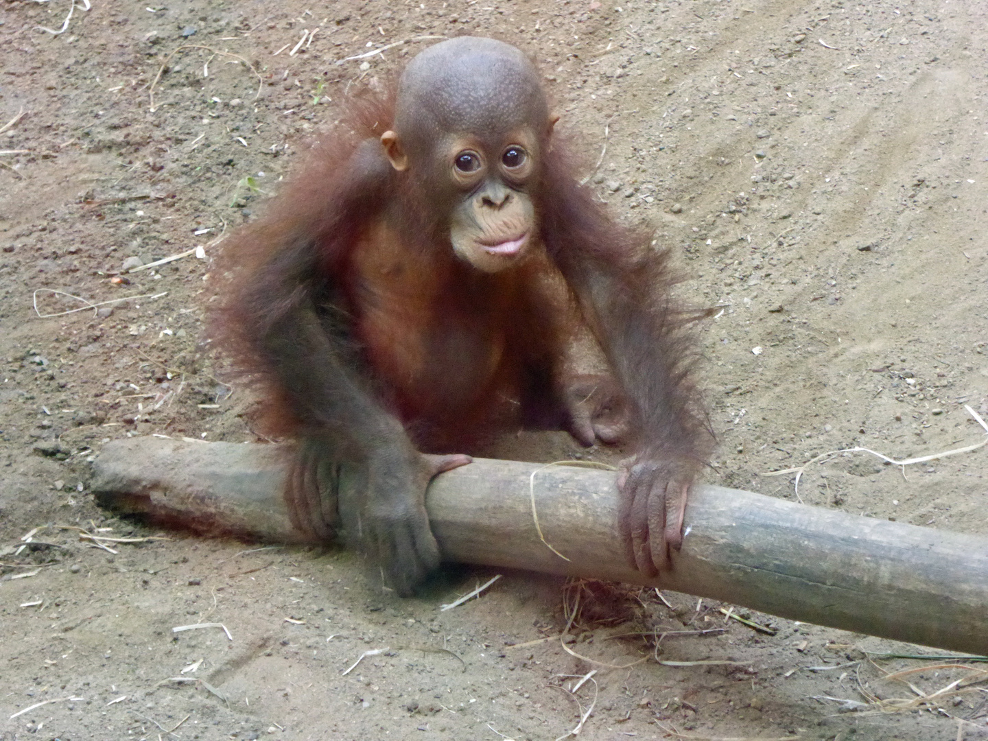 Orang-Utan Baby Zoo Hagenbeck