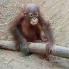 Orang-Utan Baby Zoo Hagenbeck