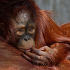 Orang Utan Baby Zoo Krefeld