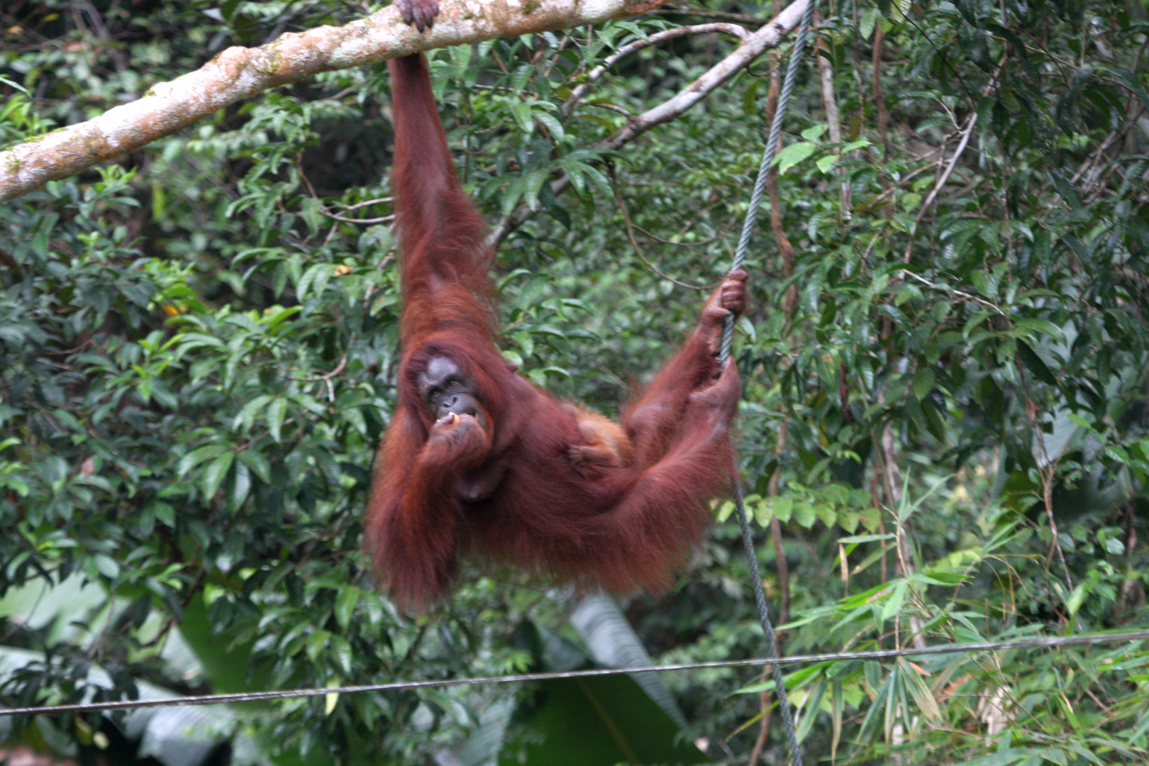 Orang Utan