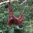 Orang Utan