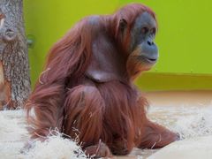 Orang-Utan