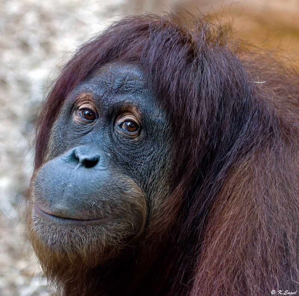  Orang  Utan Foto  Bild tiere zoo wildpark falknerei 