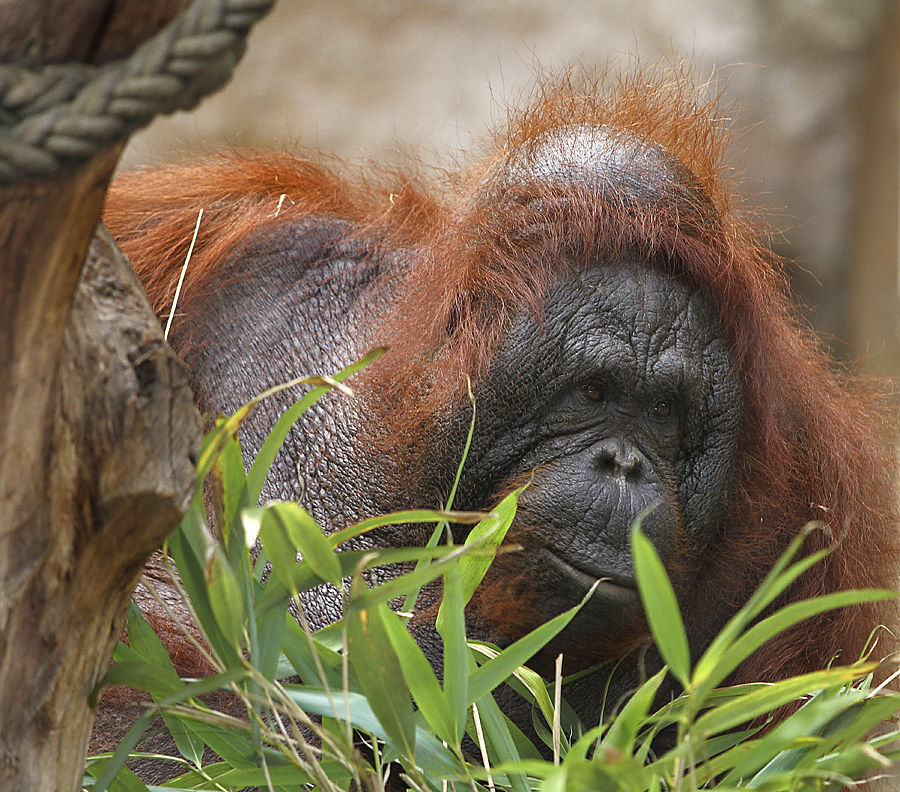 Orang Utan