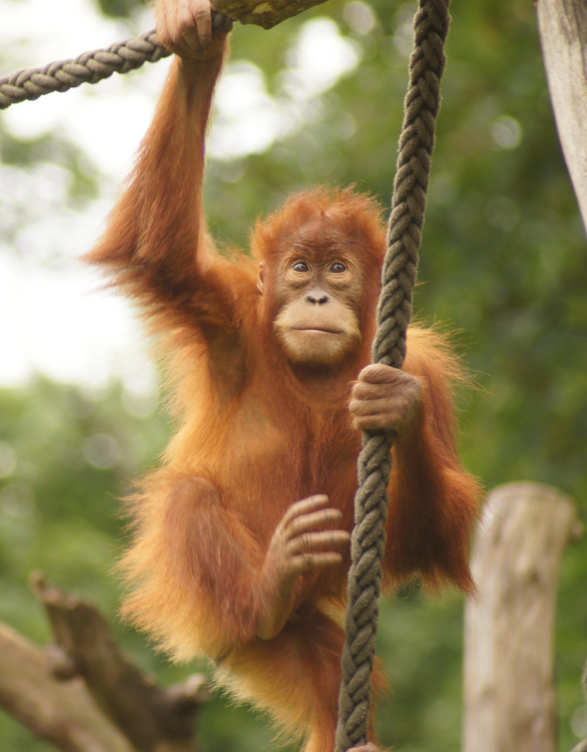 Orang Utan bei seiner liebsten Beschäftigung