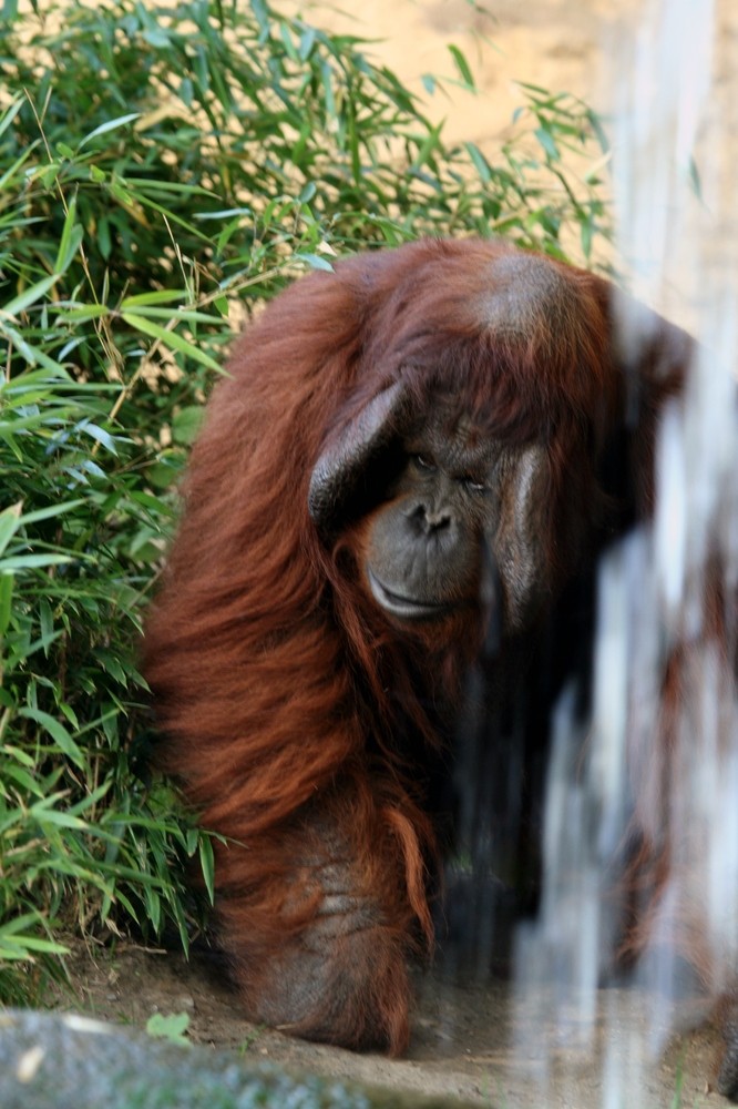 Orang-Utan beim Wasserfall