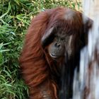 Orang-Utan beim Wasserfall