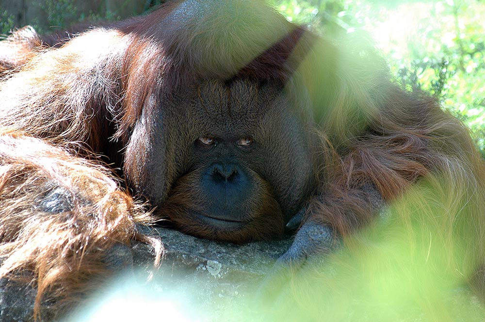 Orang-Utan beobachtet Zoobesucher