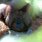 Orang-Utan beobachtet Zoobesucher