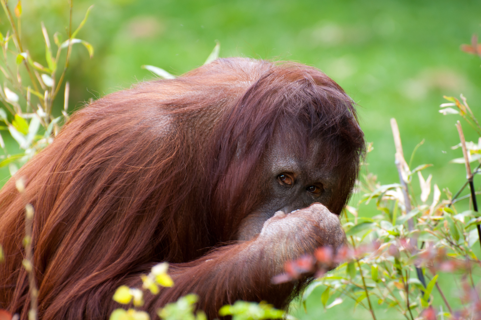 Orang-Utan