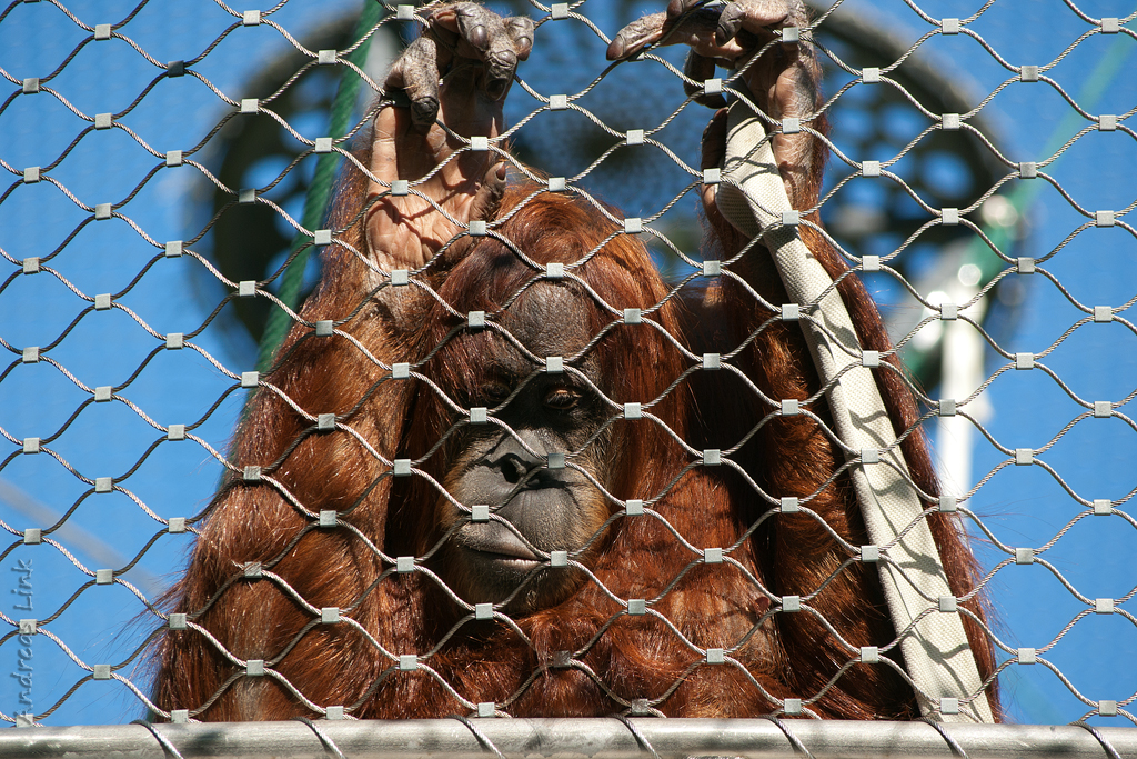 Orang Utan - Bored to death