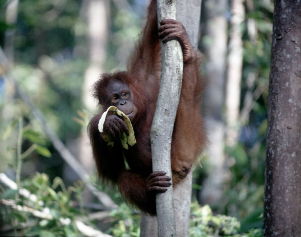 Orang Utan Borneo