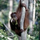 Orang Utan Borneo