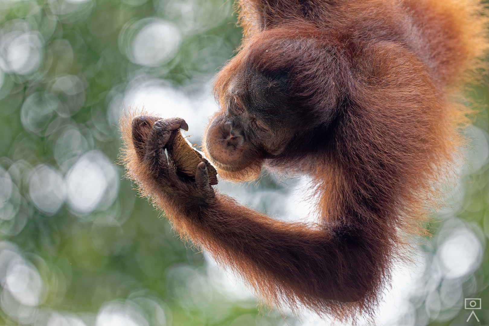 Orang-Utan, Borneo