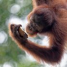 Orang-Utan, Borneo