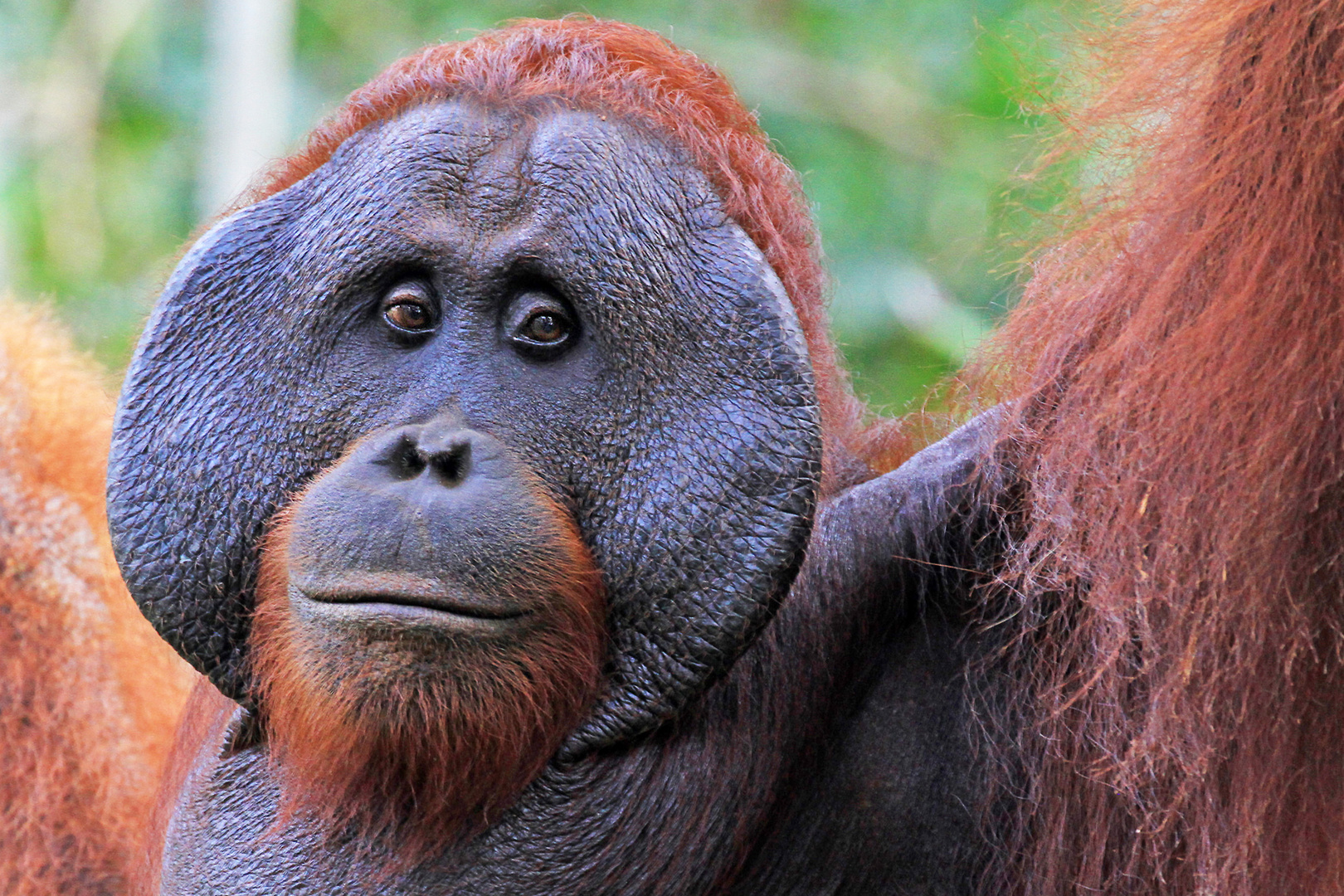  Orang Utan  Borneo Tanjung Nationalpark Indoesien Foto 