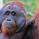 Orang Utan, Borneo, Tanjung Nationalpark, Indoesien