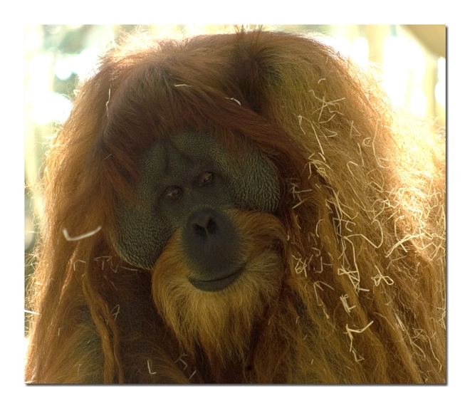 Orang Utan