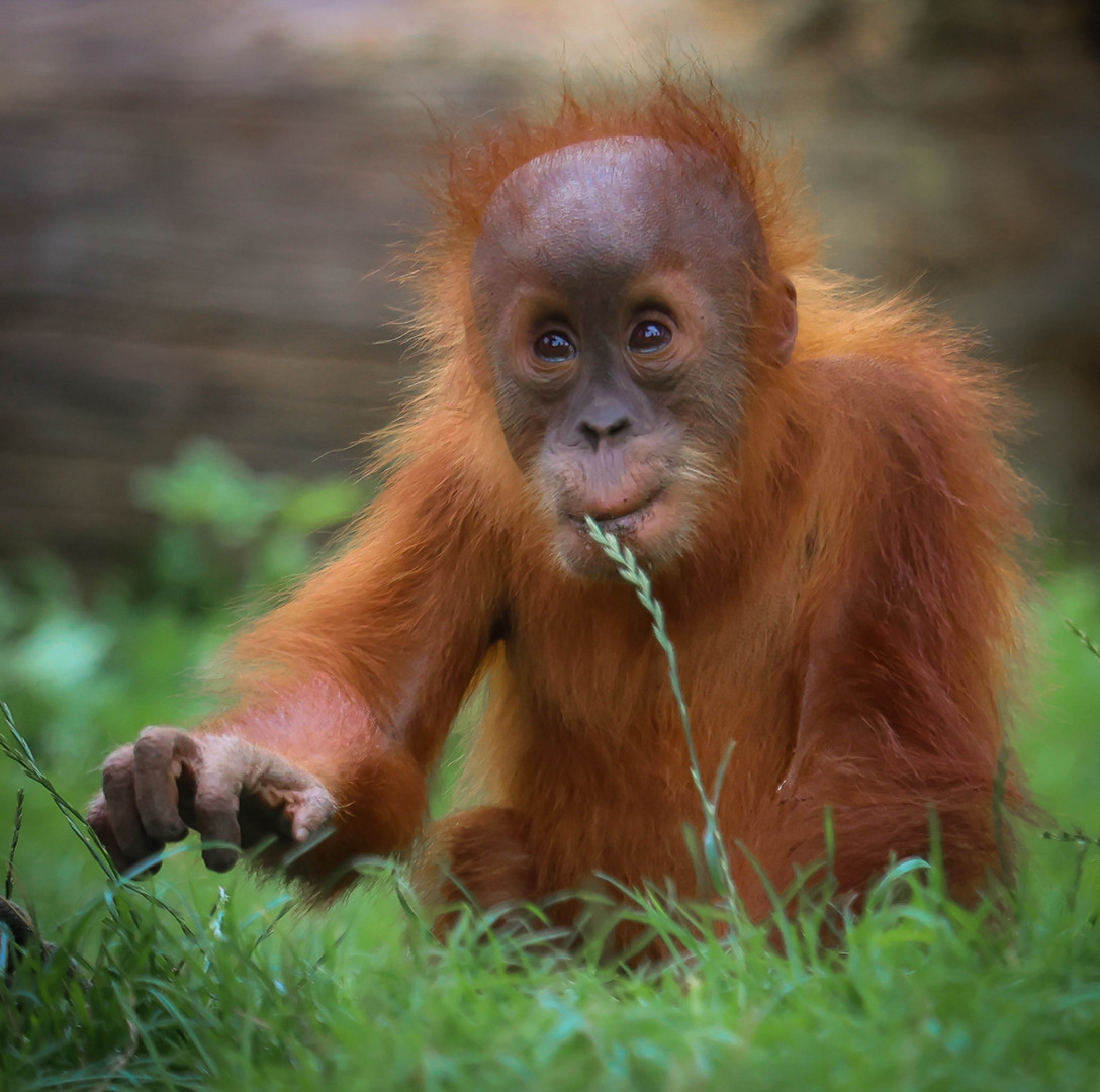 Orang -Utan 