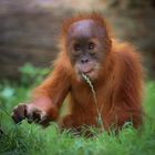 Orang -Utan 