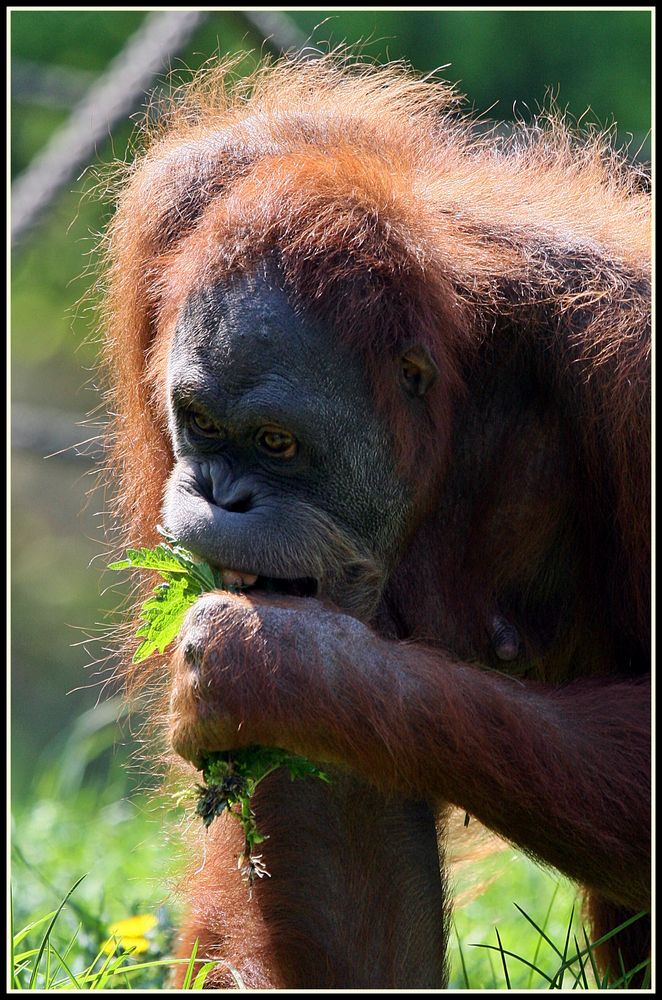 Orang-Utan