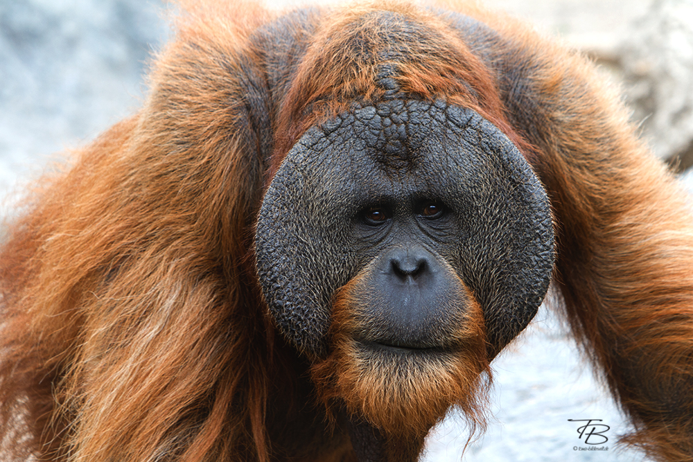 Orang Utan