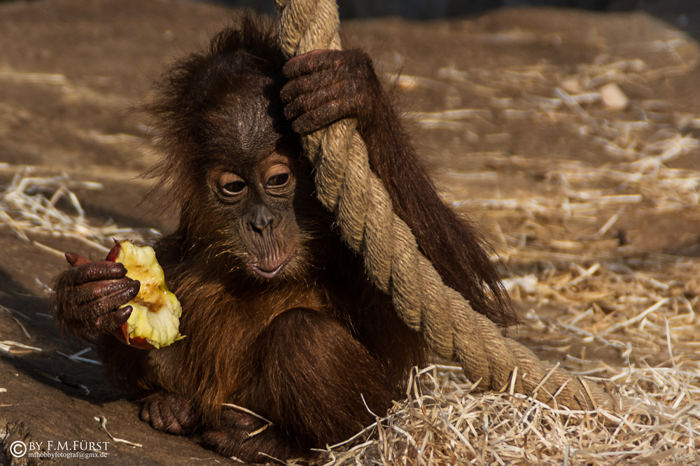 Orang Utan...