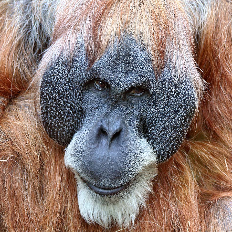 Orang Utan