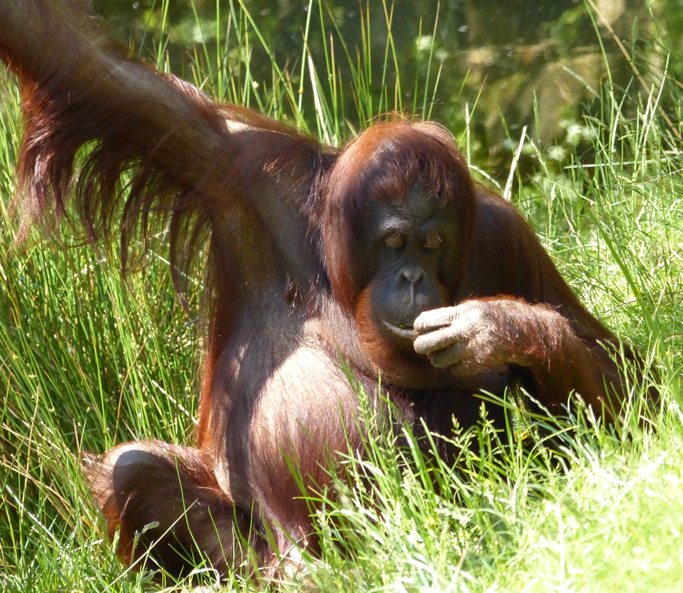 Orang Utan - chli gmüetlich abhänge isch doch schön