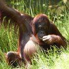 Orang Utan - chli gmüetlich abhänge isch doch schön