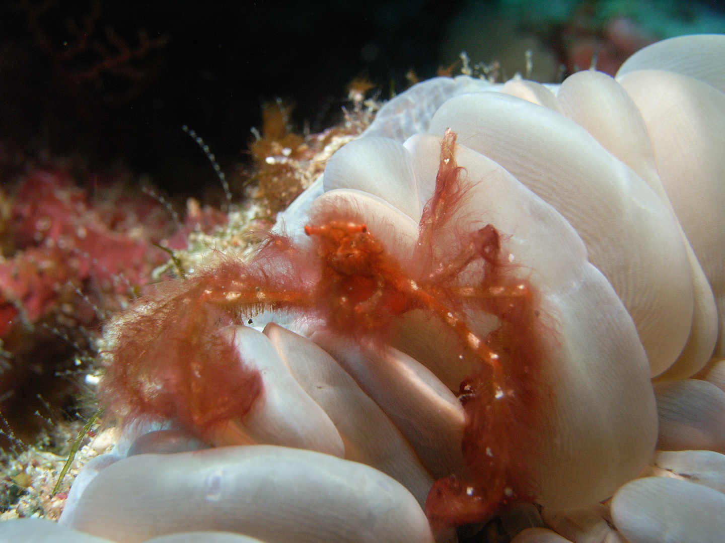 Orang Utan Crab