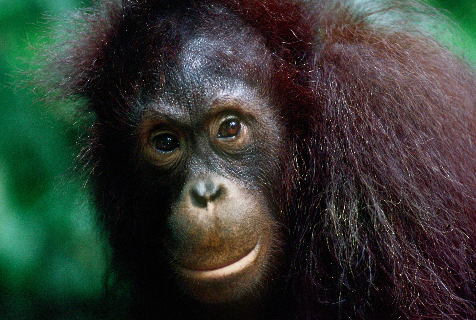 Orang Utan Foto & Bild | asia, malaysia, southeast asia Bilder auf fotocommunity