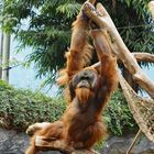 Orang - Utan