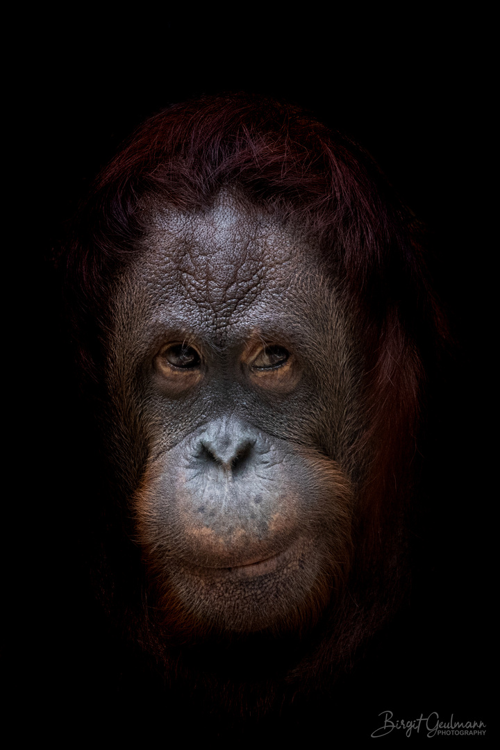 Orang Utan