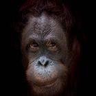 Orang Utan